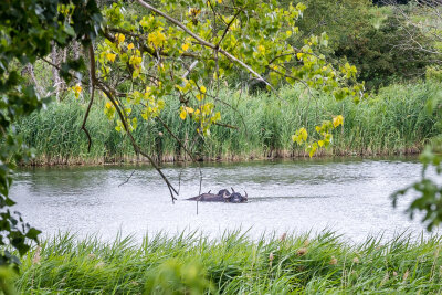 Wasserbüffel am Löwenzahnpfad.Foto: (c) INES fotografie Berlin (Bild vergr&ouml;&szlig;ern)