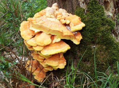 Schwefelporling, auch "chicken of the woods" - gefürchteter Parasit, aber geschätzter Speisepilz!