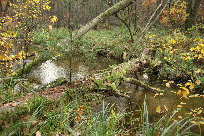 Besondere Lebensräume im Moor und an Fließgewässern wie der Schlaube, Foto: Katja Müller